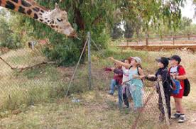 giraffes, Rabat Zoo, Morocco