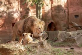 Atlas lion, Rabat Zoo